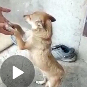 dişi zvanok 1 yas 7 ayliqdi 2 defe bala verib.40 azn qiymet sondu