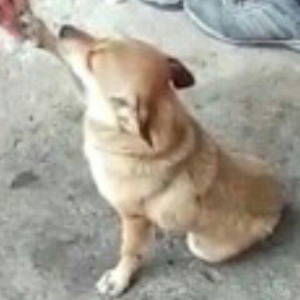 dişi zvanok 1 yas 7 ayliqdi 2 defe bala verib.40 azn qiymet sondu