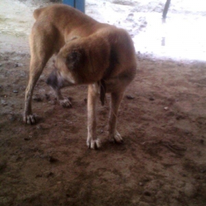 diwi it satllr coban itidi barterde olur yaxwl erkey itle