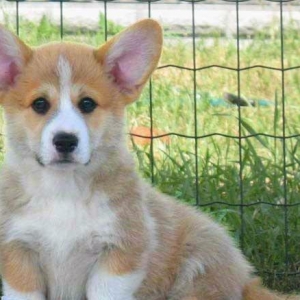 -Щенки КОРГИ рыже-белого . Документы ФЦИ- КСУ . Вакцинация обработка