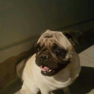 Mops cinsi. 1 yaşı var, xəstəliyi yoxdur, mütəmadi olaraq baxımlı olub