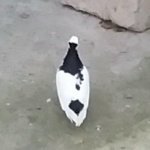 Satilir kekilli mayadi. Quyrugu cirk idi gore yolmuwdum. Indi ujee bir