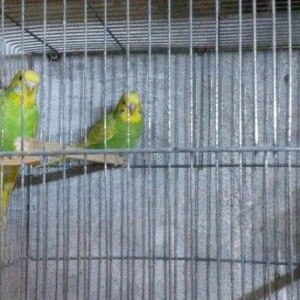 Bir cüt  cex qarişığı olan spenqıl quslar sa