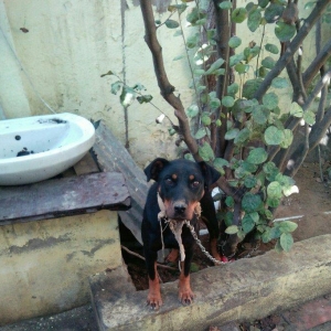 Rotveller satilir 6,7 ayliq olar deqiq bilmirem veribler baxmaqa vaxt