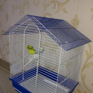 Hazir cut papuqay satilir