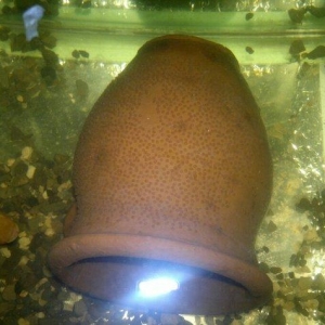 1 cùt baliq multispinoza. Ölcüleri texmini 10 sm.. Her ay 380-400 bala