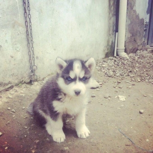 Salam temiz xaski balaları satılır 3 erkek qalıb her 2 gözleride göydü