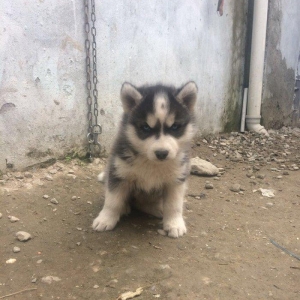 Salam temiz xaski balaları satılır 3 erkek qalıb her 2 gözleride göydü