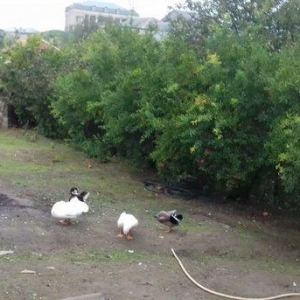 Bir cut rasisqi kuban ordeyi 16 aylıq. (((bİrİ 25 azn))) sulutepe elvi