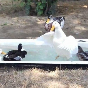 Bir cut rasisqi kuban ordeyi 16 aylıq. (((bİrİ 25 azn))) sulutepe elvi