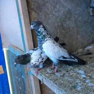 Satilir temiz cins pakistan goyercinleri. Cutu 60 manat.1 cut qalib.Qi