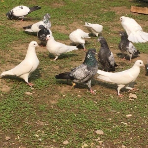 Satilir temiz cins pakistan goyercinleri. Cutu 60 manat.1 cut qalib.Qi