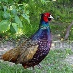 salam aleykum  rumun xoruzu satilir 25 az tam reng