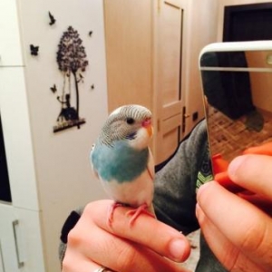 Papuqaylar satılır. İki denedi tam saglam ele öyredilmiw elden den yey