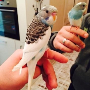 Papuqaylar satılır. İki denedi tam saglam ele öyredilmiw elden den yey