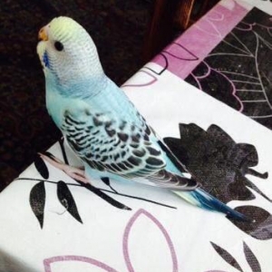 Papuqaylar satılır. İki denedi tam saglam ele öyredilmiw elden den yey