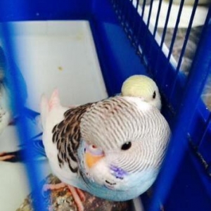 Papuqaylar satılır. İki denedi tam saglam ele öyredilmiw elden den yey