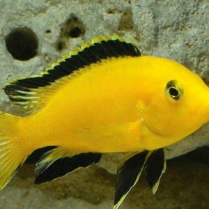 limonnik balıqları.unvan yeni yasamal. olculeri en azı 4 sm.Qiymeti 2