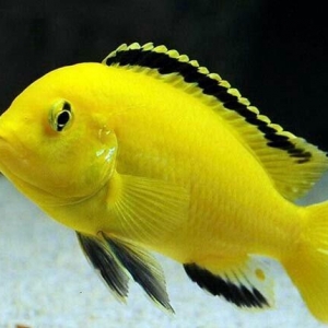 limonnik balıqları.unvan yeni yasamal. olculeri en azı 4 sm.Qiymeti 2