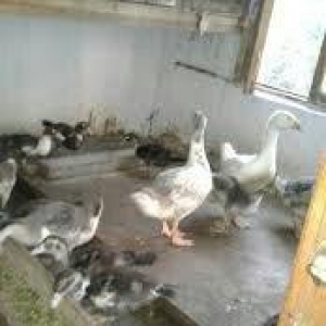 tam sağlam lal ördekler satılır 2 illik analar