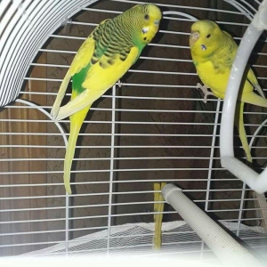 QƏfƏslƏ bİrlİkdƏ  2 papuqay  (dişi və erk�