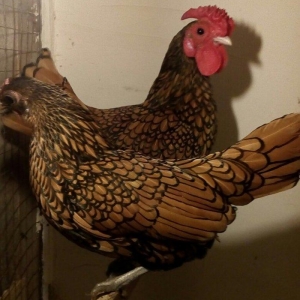 sağlam temiz qan tam mayalı Gumusu ve Qizili Zib