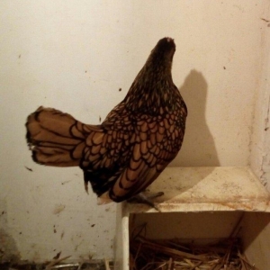 sağlam temiz qan tam mayalı Gumusu ve Qizili Zibrayit yumurtası satira