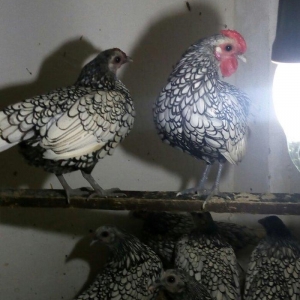 sağlam temiz qan tam mayalı Gumusu ve Qizili Zibrayit yumurtası satira