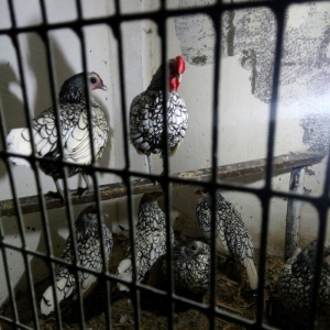 sağlam temiz qan tam mayalı Gumusu ve Qizili Zibrayit yumurtası satira