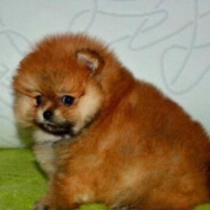 Orijinal Pomeranian shpic dan. Bütün sənədləri ilə birlikdə,Ukrayn