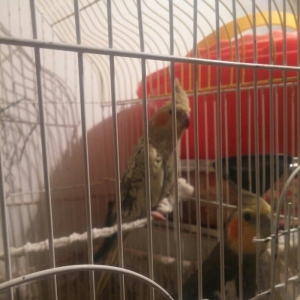 cut karella qefesle yawil qefesle bir yerde bir defe bala verib yene y