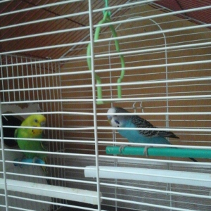 erkek  dişi  cüt  quş.qefes  su  qabı  yem  qa