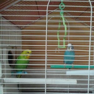 erkek  dişi  cüt  quş.qefes  su  qabı  yem  qabı  hamsı  bir  yerde  5