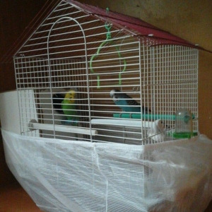 erkek  dişi  cüt  quş.qefes  su  qabı  yem  qabı  hamsı  bir  yerde  5