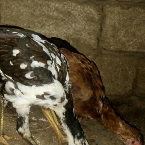 heyratı hər ayda hər yaşda heyratı vaxtım yo