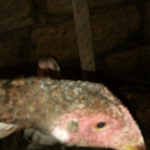 heyratı hər ayda hər yaşda heyratı vaxtım yoxdur baxmağa ona görə satı