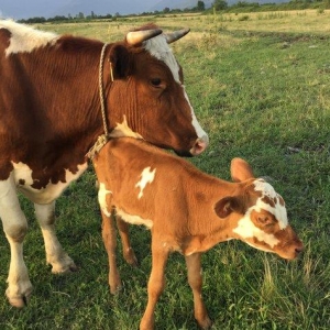 İnek sürüsü satılır, 40 baş simmental cinsli boğaz düyeler. Yerli şera