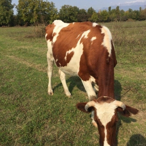 İnek sürüsü satılır, 40 baş simmental cinsli boğaz düyeler. Yerli şera