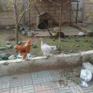 brama fereler satlllr 5 aylarlna az qallb