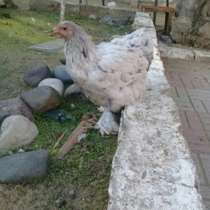 brama blue satlllr 4 ayl kecibler , ferediler biri 35 azn