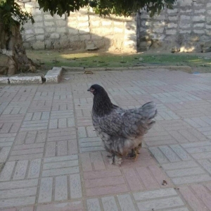 brama blue satlllr 4 ayl kecibler , ferediler biri 35 azn