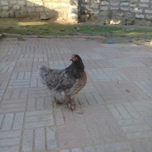 brama blue satlllr 4 ayl kecibler , ferediler biri 35 azn