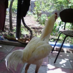 Temiz cins heyratilardi bir xoruz 3dene de feresi 