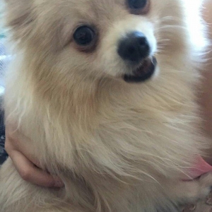 temız ev ıtıdı hecbır xesdelıyı yoxdu pasbortu var  cınsı erkeydı  1