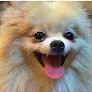 temız ev ıtıdı hecbır xesdelıyı yoxdu pasbortu var  cınsı erkeydı  1