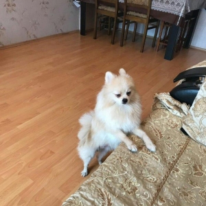 temız ev ıtıdı hecbır xesdelıyı yoxdu pasbortu var  cınsı erkeydı  1