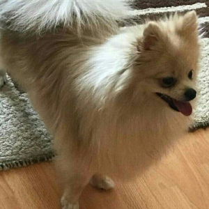 temız ev ıtıdı hecbır xesdelıyı yoxdu pasbortu var  cınsı erkeydı  1