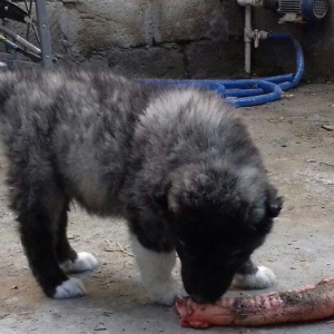 Şamaxi coban itidi 40 gunluk kucuydu ite baxanda bilinir nece it oldug