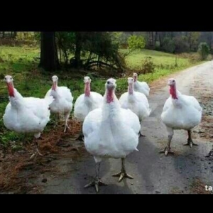 bucur sekildeki kimi etlik hind qusu aliram 1 erke