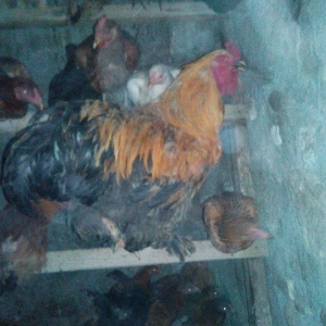 1 illik tam saglam brama xoruzu satilir  (cox iri heyvandi)
butun